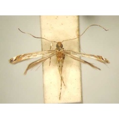 /filer/webapps/moths_gc/media/images/M/maeruae_Schedocercops_PT_TMSA6116.jpg