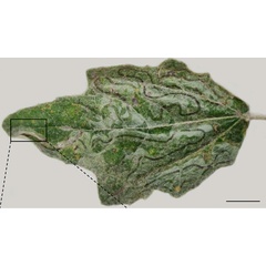 /filer/webapps/moths_gc/media/images/L/labyrinthella_Phyllocnistis_mine_Kirichenko_-etal_2025_16a.jpg