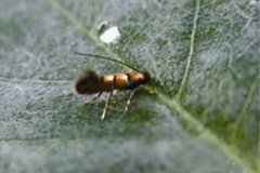 Chrysaster ostensackenella