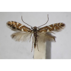 /filer/webapps/moths_gc/media/images/S/strigulatella_Phyllonorycter_A_ZSM_5.jpg