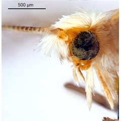 /filer/webapps/moths_gc/media/images/B/breyniphaga_Epicephala_PT2_head2_ANIC.jpg