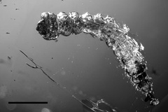 Phyllocnistis cretacea