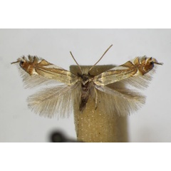 /filer/webapps/moths_gc/media/images/S/scitulella_Phyllonorycter_A_ZSM.jpg