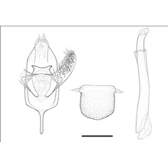 /filer/webapps/moths_gc/media/images/L/lantanella_Cremastobombycia_GM_USNM.jpg