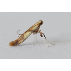 /filer/webapps/moths_gc/media/images/H/honoratella_Caloptilia_Phegea52-4.jpg