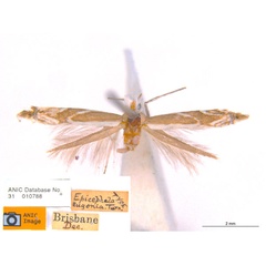 /filer/webapps/moths_gc/media/images/E/eugonia_Epicephala_HT_ANIC.jpg