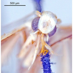 /filer/webapps/moths_gc/media/images/H/habrophanes_Cuphodes_PL2_head_ANIC.jpg