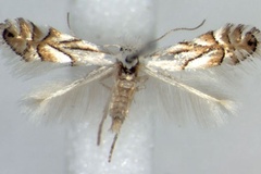 Phyllonorycter heegeriella