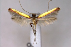 Caloptilia baringi