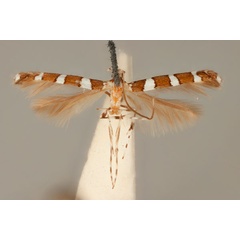 /filer/webapps/moths_gc/media/images/C/chionosema_Acrocercops_HT_ANIC31-087193_dorsal.jpg