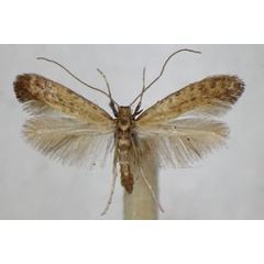 /filer/webapps/moths_gc/media/images/L/limosella_Aspilapteryx_A_ZSM.jpg