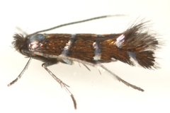 Porphyrosela desmodiella