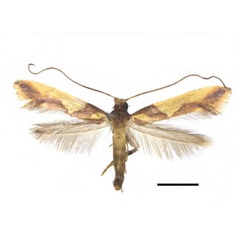 /filer/webapps/moths_gc/media/images/X/xanrhopharella_Caloptilia_AM_RMNH.INS.1557475_Guiguet-et-al_123.jpg