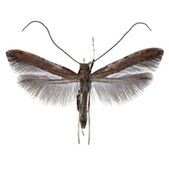 /filer/webapps/moths_gc/media/images/C/coriarella_Caloptilia_HT_Falck_2025_701_1.jpg