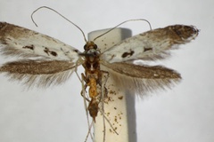 Ornixola caudulatella