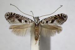 Parornix ampliatella