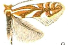 Phyllonorycter propinquinella