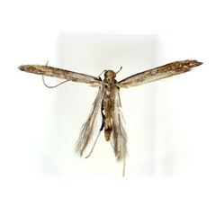 /filer/webapps/moths_gc/media/images/S/soyella_Caloptilia_A_Kim-etal_2022_7.jpg