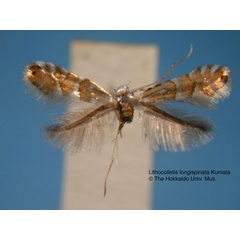 /filer/webapps/moths_gc/media/images/L/longispinata_Phyllonorycter_HT_EIHU.jpg