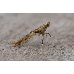 /filer/webapps/moths_gc/media/images/H/honoratella_Caloptilia_Phegea.jpg