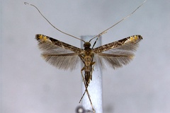Conopomorpha sinensis