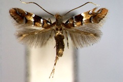 Phyllonorycter pulchra