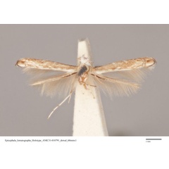 /filer/webapps/moths_gc/media/images/L/lomatographa_Epicephala_HT_ANIC31-010791_dorsal.jpg