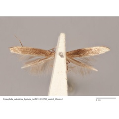 /filer/webapps/moths_gc/media/images/Z/zalosticha_Epicephala_LT_ANIC31-053788_ventral.jpg