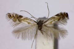 Phyllonorycter alniella