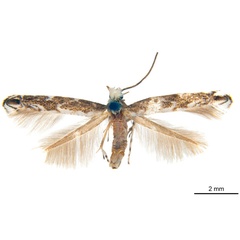 /filer/webapps/moths_gc/media/images/D/doddi_Epicephala_HT_ANIC.jpg