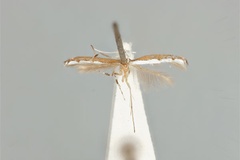 Acrocercops tristaniae