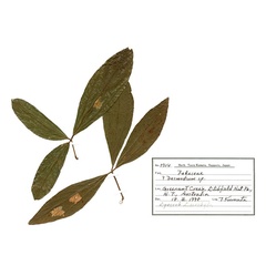 /filer/webapps/moths_gc/media/images/D/desmodiella_Liocrobyla_hostplant4_ANIC.jpg