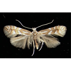 /filer/webapps/moths_gc/media/images/C/cavella_Phyllonorycter_A_Innsbruck17031950_MHNG.jpg