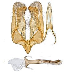 /filer/webapps/moths_gc/media/images/O/occulta_Micrurapteryx_GM_Kirichenko-et-al_2016_117_34.jpg