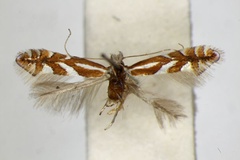 /filer/webapps/moths_gc/media/images/M/mespilella_Phyllonorycter_A_ZSM.jpg