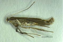 Dialectica scalariella