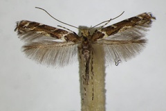 Acrocercops brongniardella