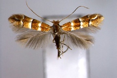 Phyllonorycter zelkovae