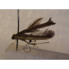 /filer/webapps/moths_gc/media/images/C/callichora_Caloptilia_A_BMNH-(E)-1410642_BMNH.jpg