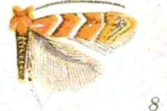 Cameraria caryaefoliella