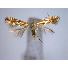 /filer/webapps/moths_gc/media/images/R/rostrispinosa_Phyllonorycter_A_EIHU.jpg