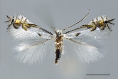 Phyllocnistis saepta