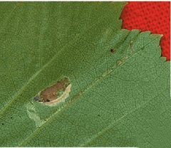 /filer/webapps/moths_gc/media/images/B/betulicola_Caloptilia_M_Kirichenko-et-al_2017b_188.jpg