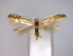 /filer/webapps/moths_gc/media/images/S/salictella_Phyllonorycter_A_EIHU.jpg
