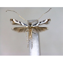 /filer/webapps/moths_gc/media/images/B/barringtoniella_Borboryctis_A_EIHU.jpg