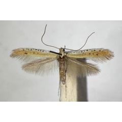 /filer/webapps/moths_gc/media/images/T/tringipennella_Aspilapteryx_A_ZSM_4.jpg