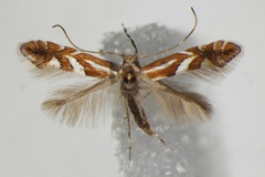 Phyllonorycter mespilella