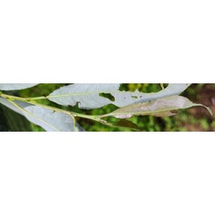 /filer/webapps/moths_gc/media/images/S/saligna_Phyllocnistis_Mine_Kirichenko-etal_2023_18b.jpg