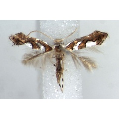 /filer/webapps/moths_gc/media/images/G/grewiella_Phyllonorycter_AM_RMCA.jpg