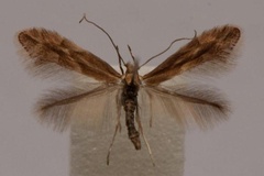 Phyllonorycter viminiella